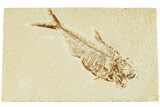 Fossil Fish (Diplomystus) - Green River Formation #233096-1